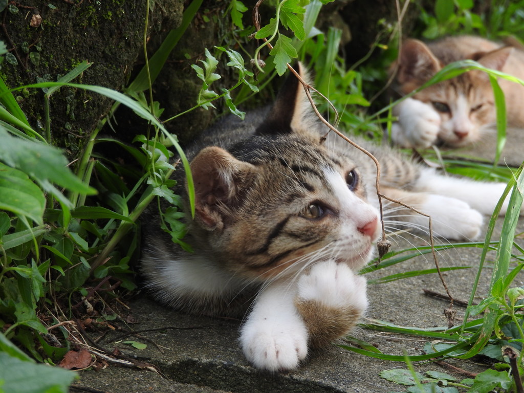 今日のにゃんこ③