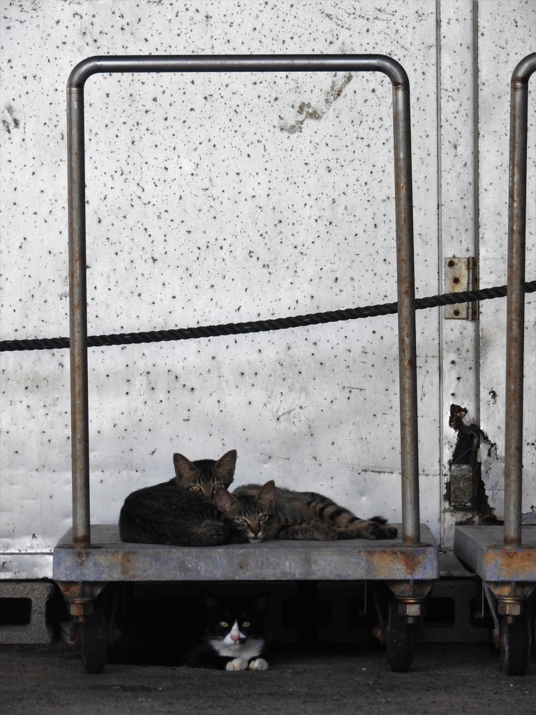 『漁港のニャンコ』