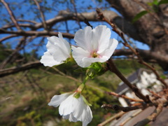 シキサクラ