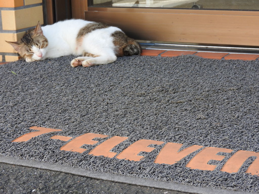 コンビニ猫