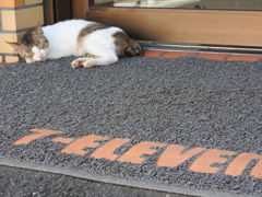 コンビニ猫