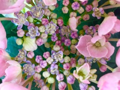紫陽花の赤ちゃん