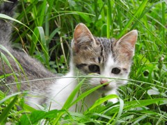 『今日の子にゃんこ①』