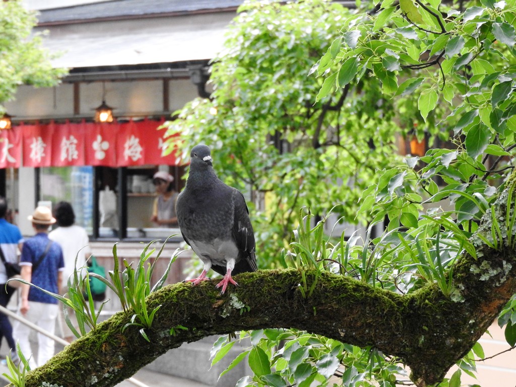 太宰府天満宮へ行ったものの撮り方が判らぬ…|дﾟ)~の巻②