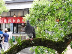 太宰府天満宮へ行ったものの撮り方が判らぬ…|дﾟ)~の巻②