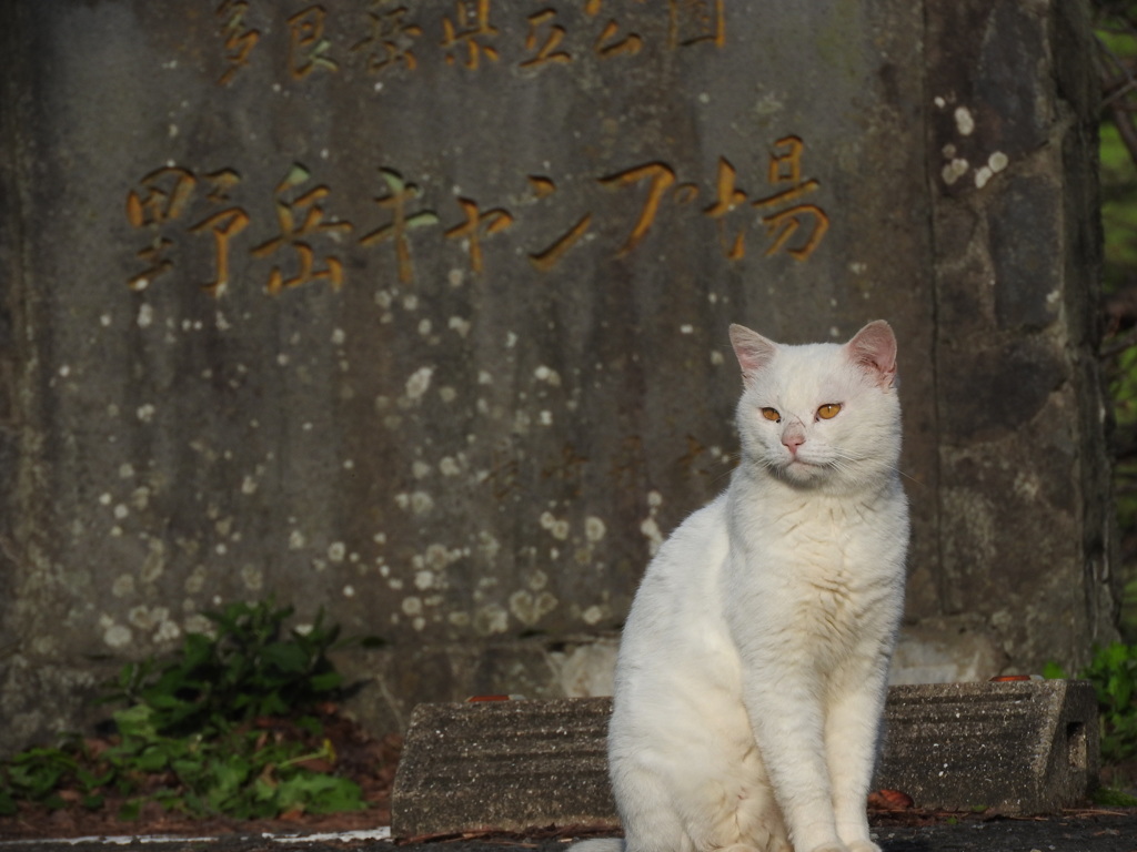 案内しましょうか？