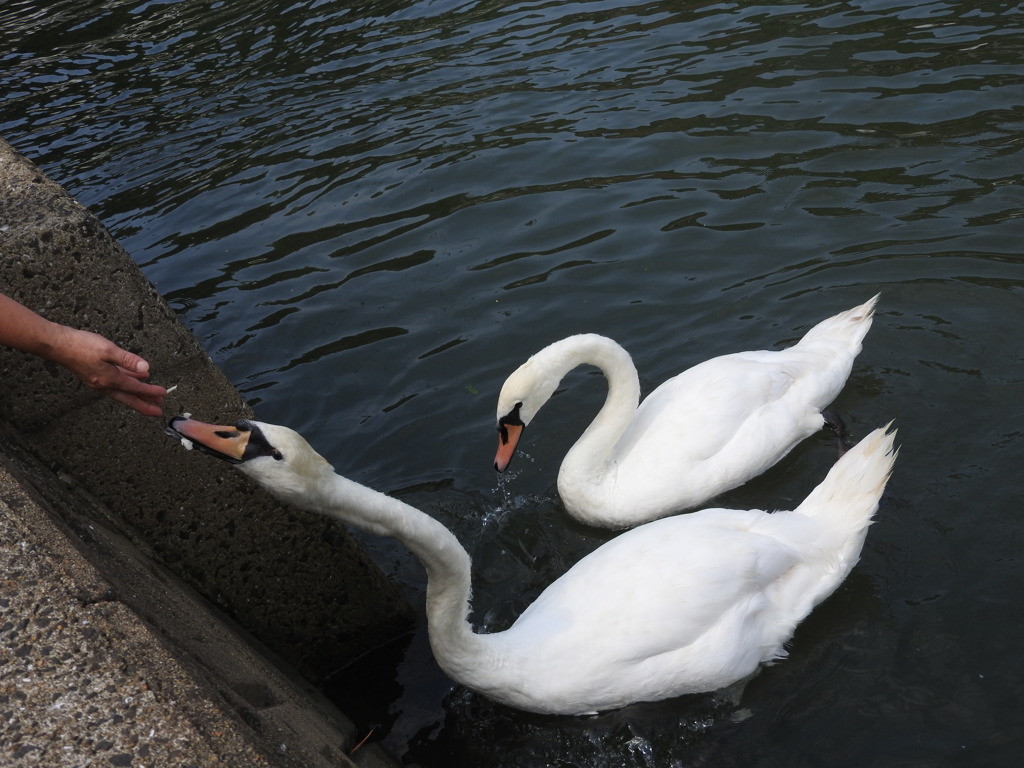 春から住み着いた２羽の兄弟