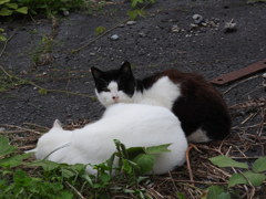 禁断のニャンコにズーム♡