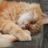 スヤスヤ・・・ZZZ