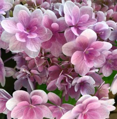 紫陽花まつり