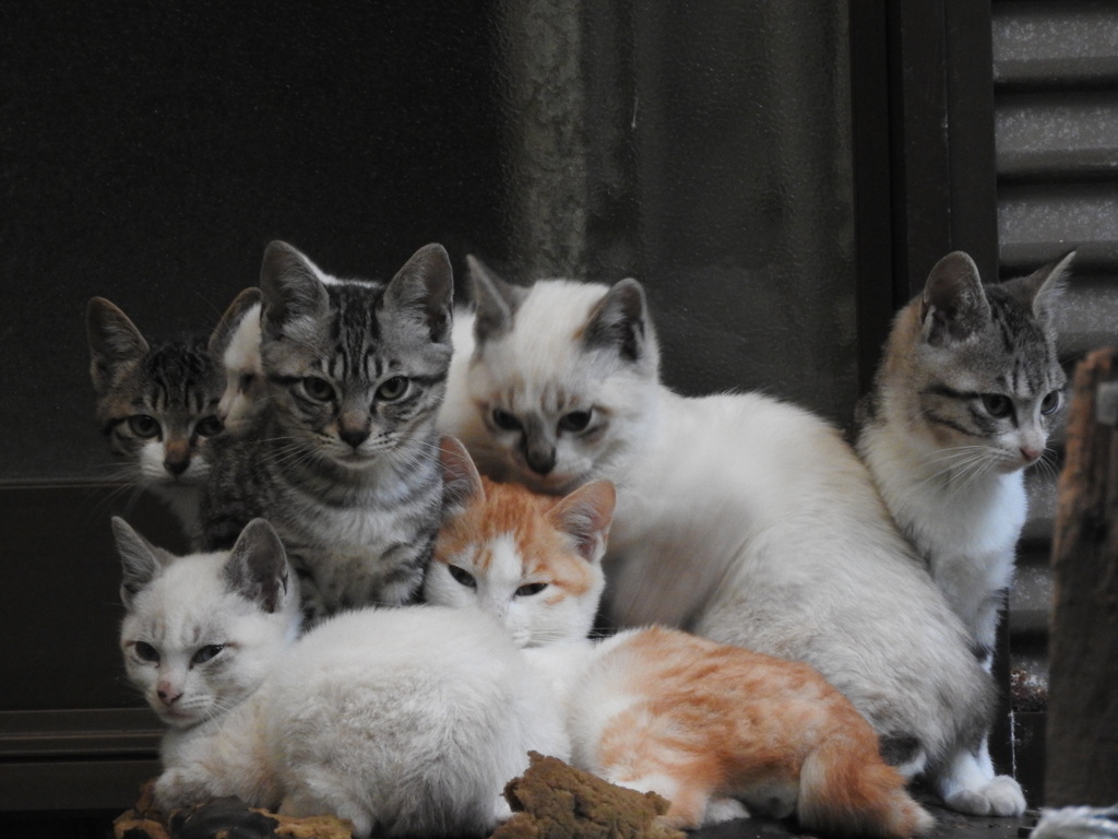 ７匹、勢揃い‼