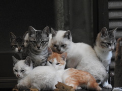 ７匹、勢揃い‼