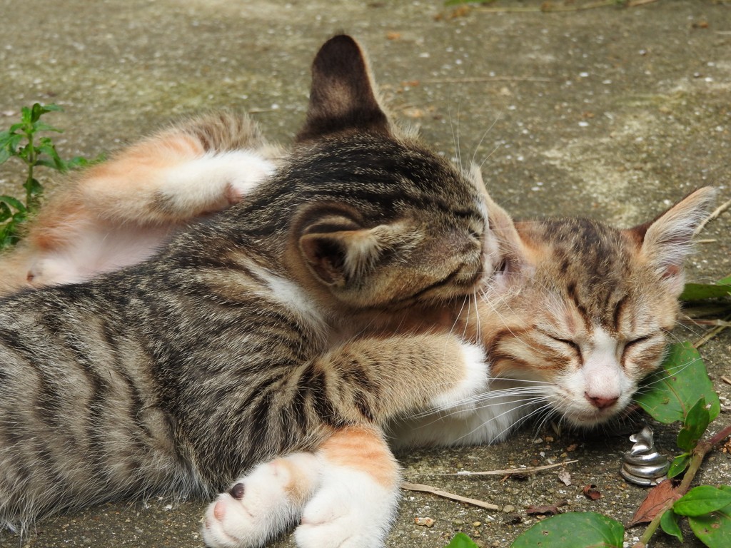 今日のにゃんこ⑥