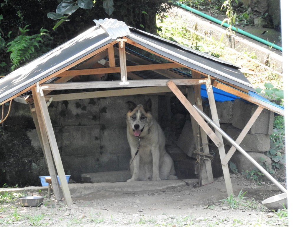 『暑くて、暑くて…堪らんのです』の巻