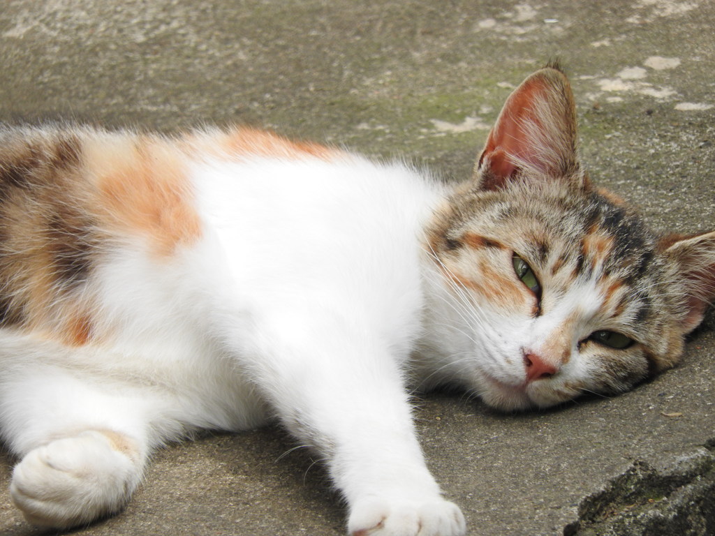 ヤバイ、超～眠い・・・