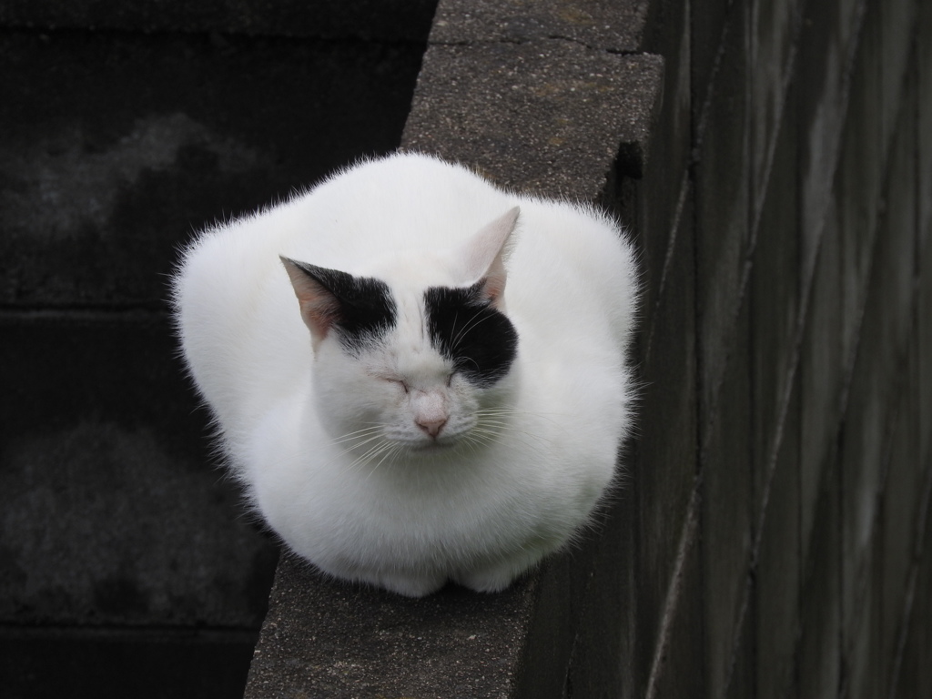 歪なキャットバルーン