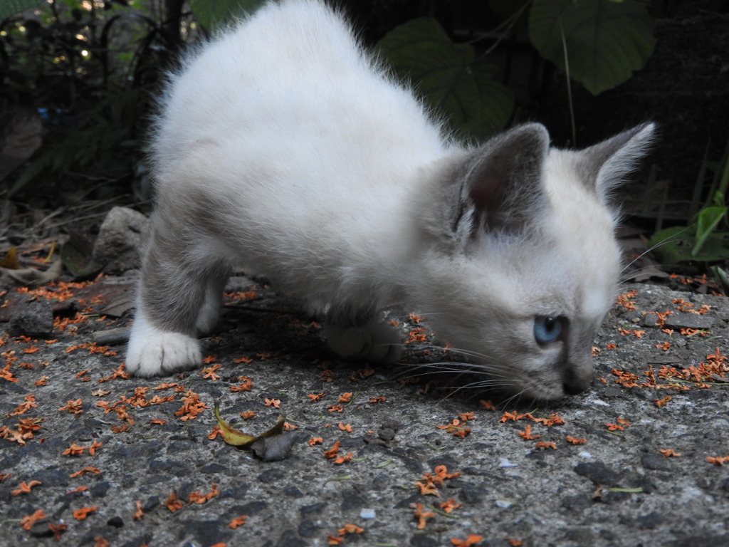 くんくん❤これは金木犀だ！間違いない‼
