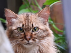 僕の彼女はサビ猫