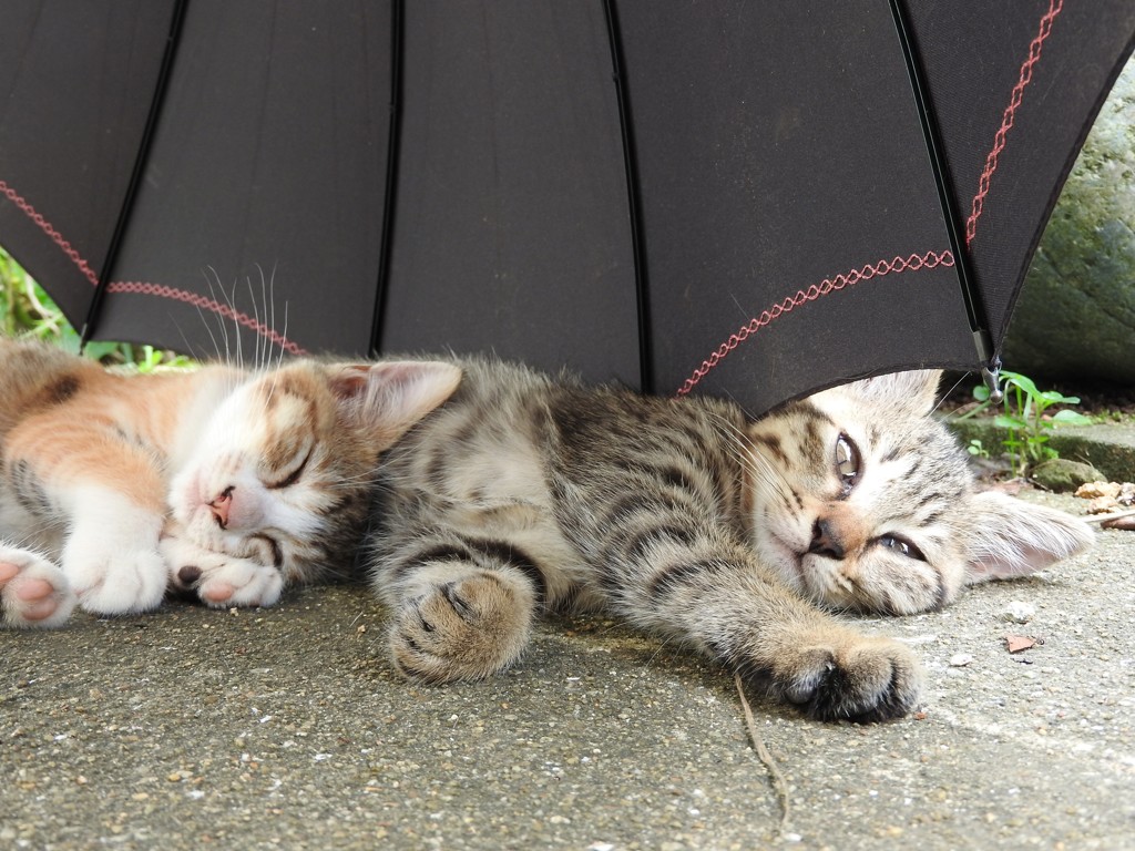 今日のにゃんこ③