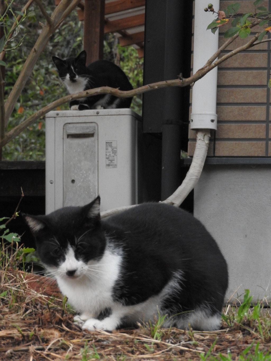 Twins