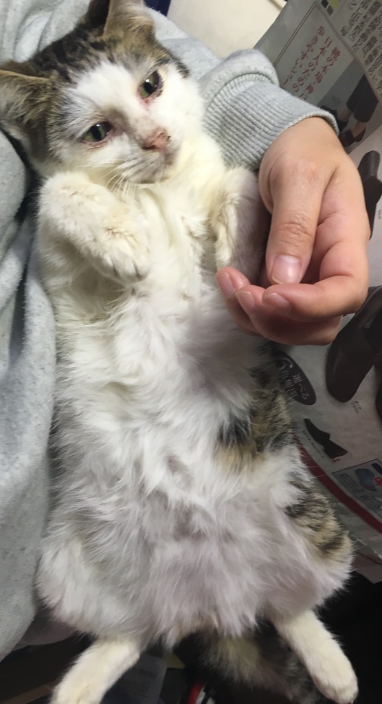 保護してみた