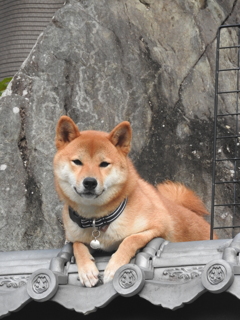 再投稿