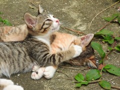 今日のにゃんこ④