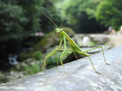 『今年も夏のお友達と』