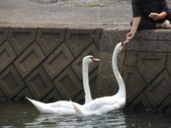 とても人に慣れてる