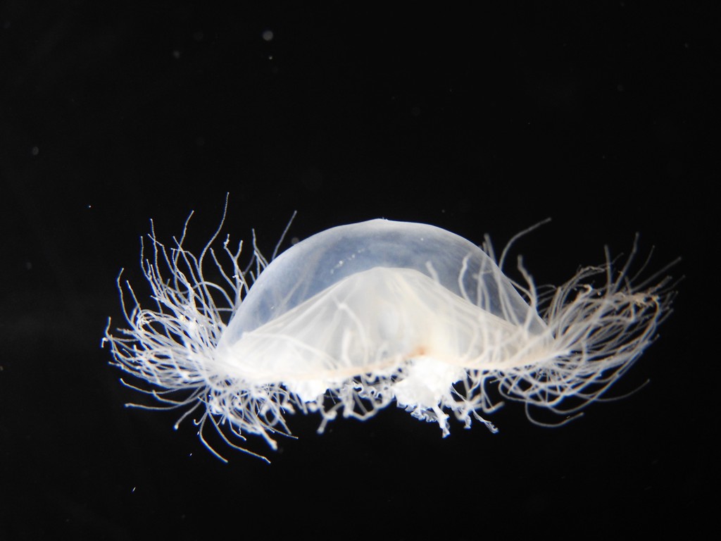 『クラゲちゃん』