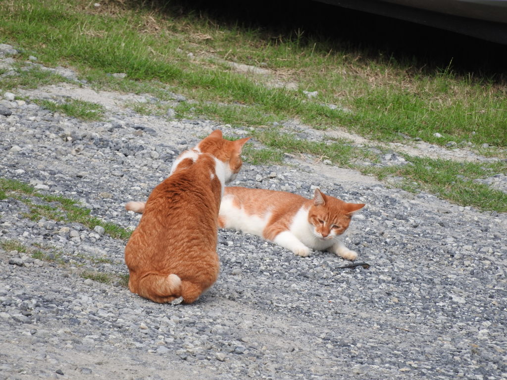 このトカゲはボクのだよ・・・