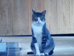 『茶々さま②』