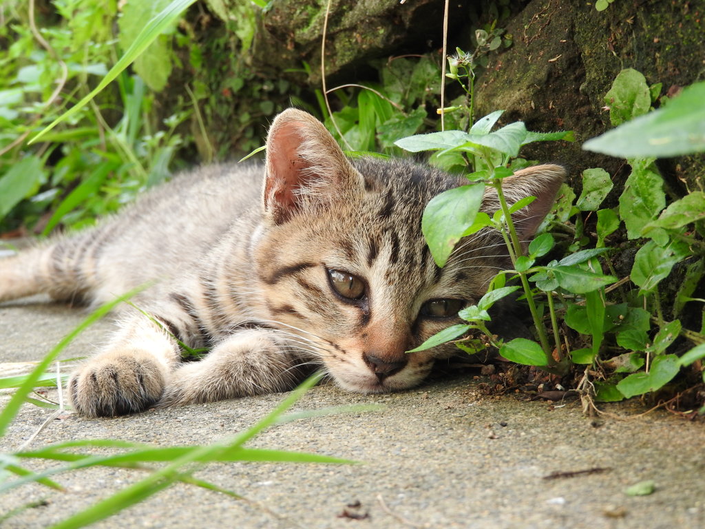 今日のにゃんこ②