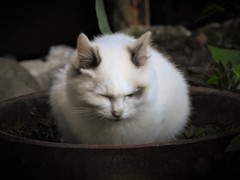 猫大福餅