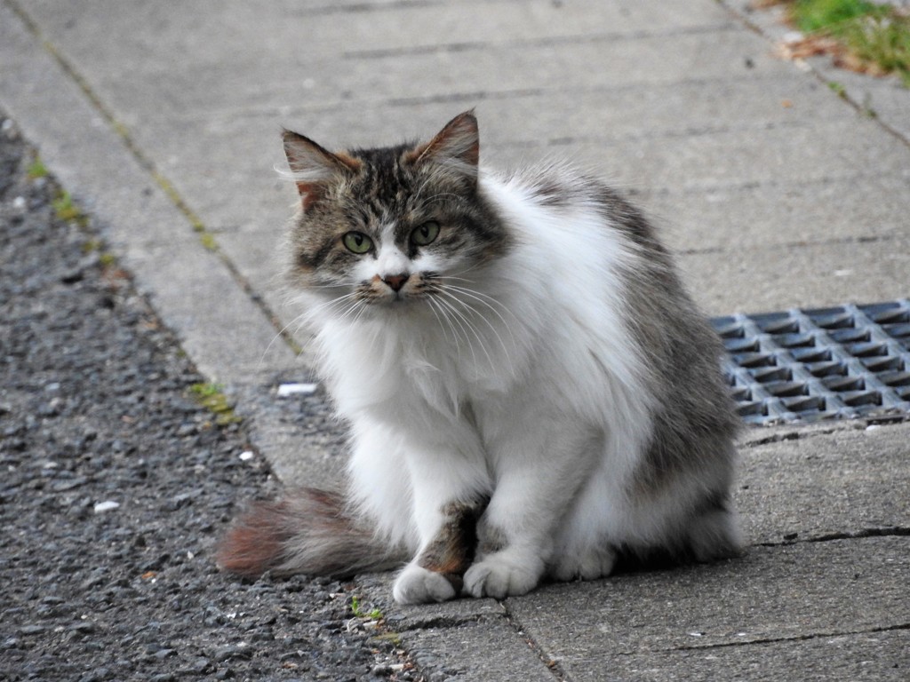 一期一会の猫