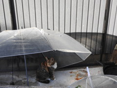 雨が降っても大丈夫♡