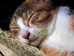 『睡眠導入NEKO剤～♡』