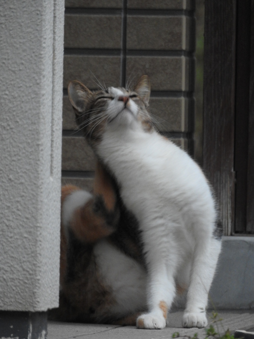 猫らしいハナちゃん♡