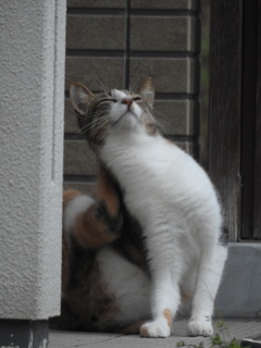 猫らしいハナちゃん♡