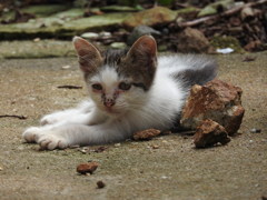 子猫ちゃん