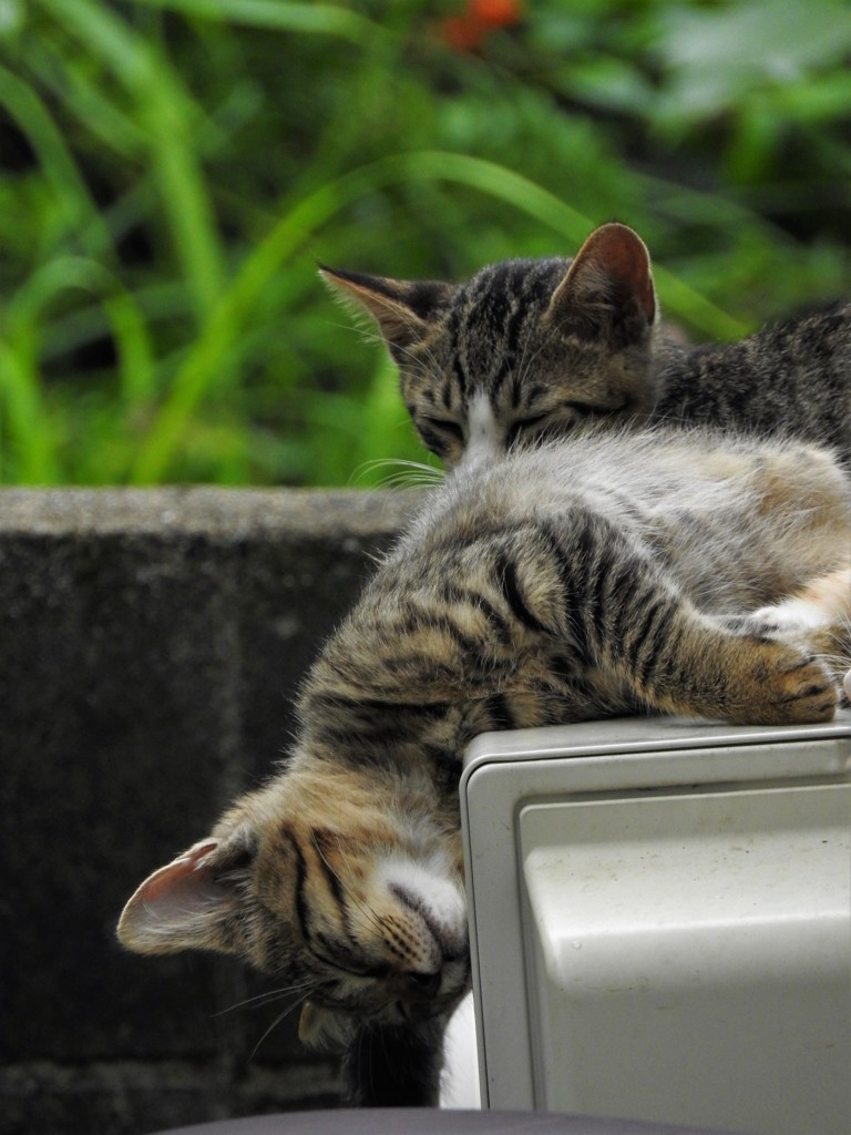 ごめん、今、超～眠いんだわ…～の巻
