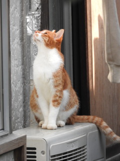 そっけないの・・・