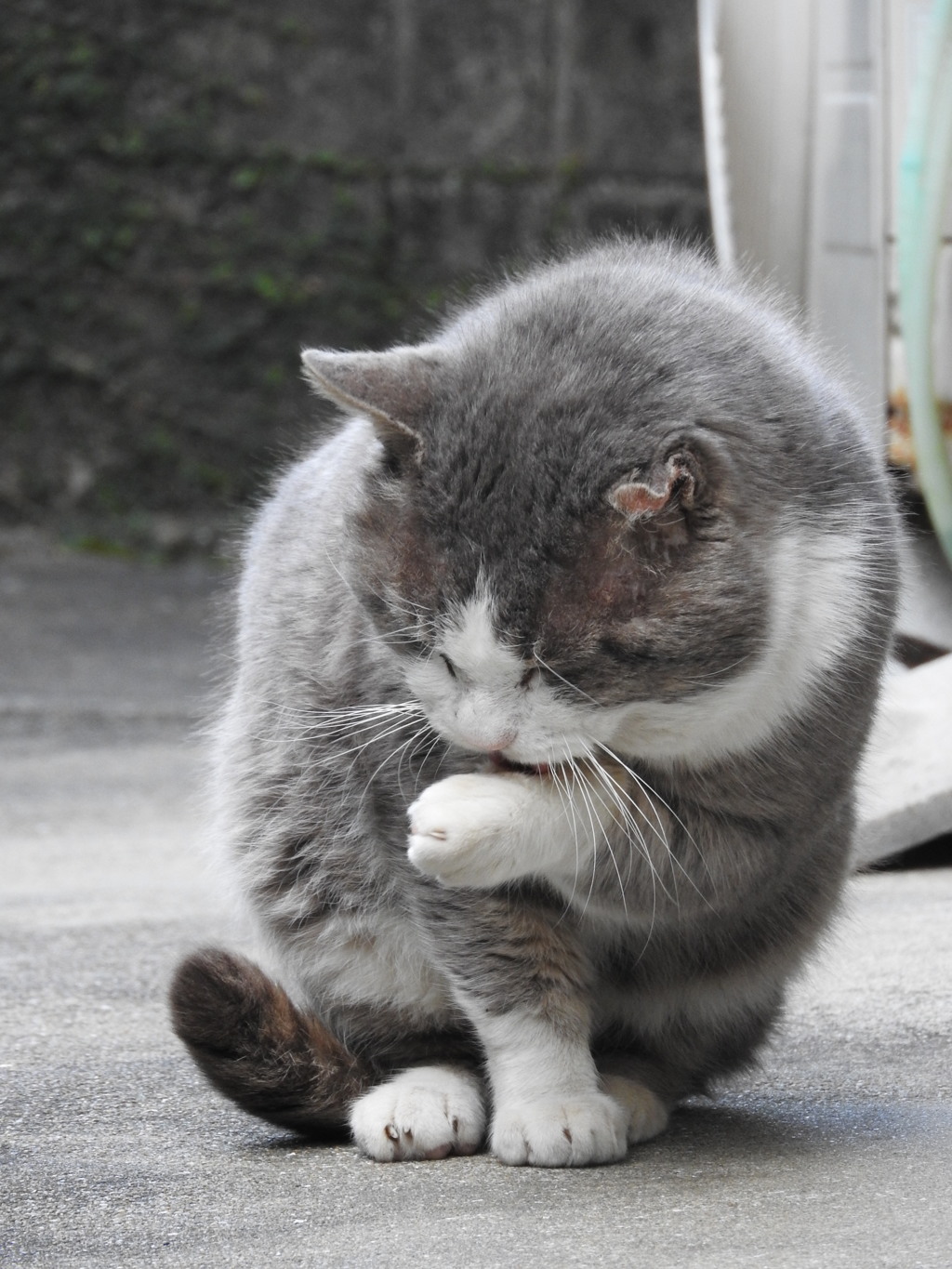 ハリー