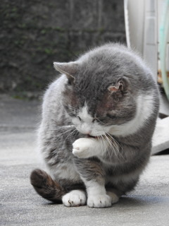 ハリー