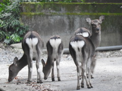 夢の続き