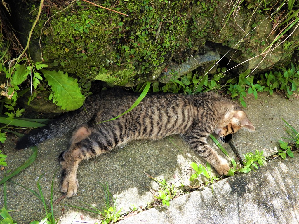 今日のにゃんこ
