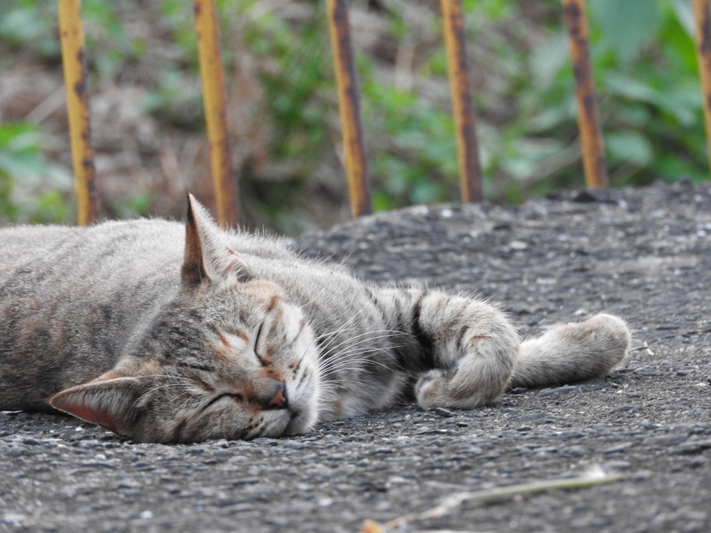 zzz・・・