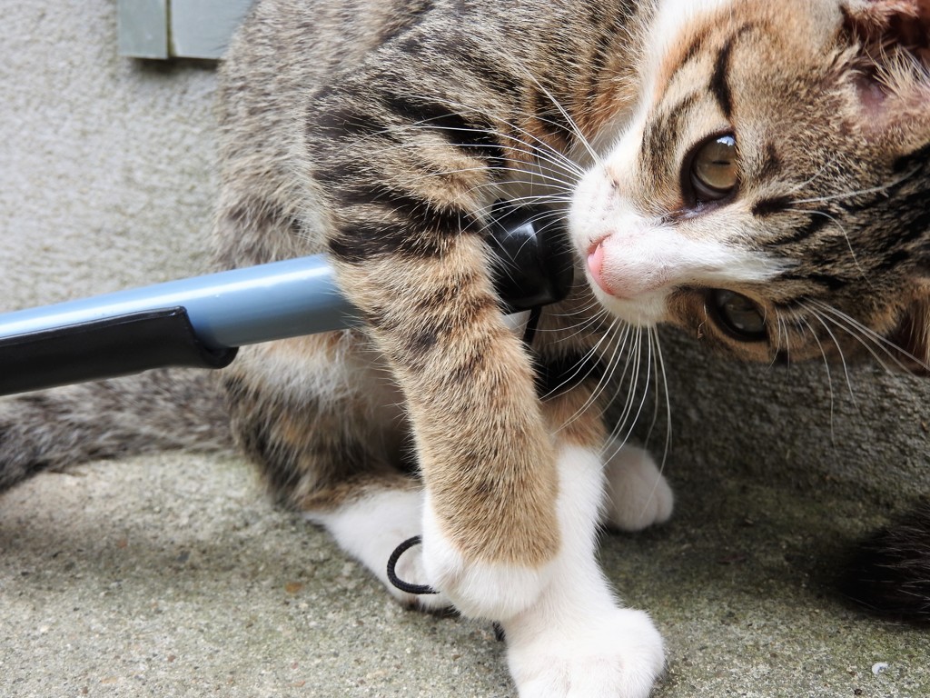 『♪♪♪』の巻