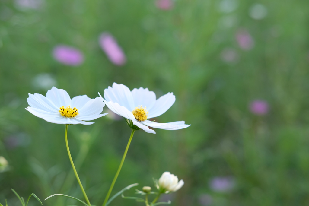 秋桜