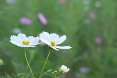 秋桜